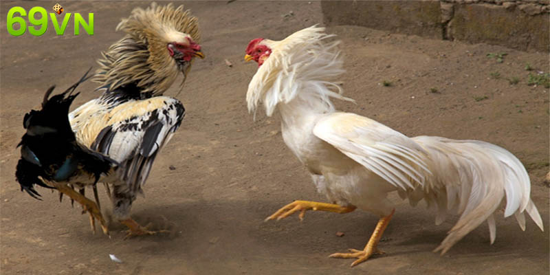 Đá gà cựa dao