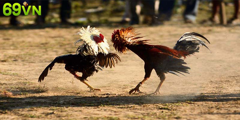 Đá gà cựa sắt