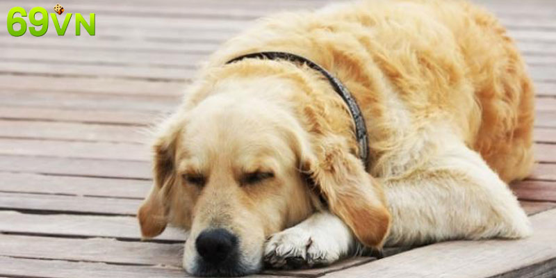 Giải mã từng trường hợp khi mơ thấy cún