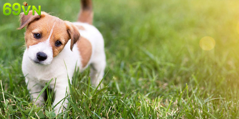 Gợi ý con số khi mơ gặp chó