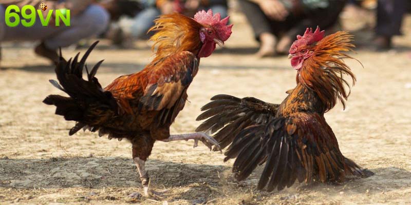 Hiểu rõ về đá gà cựa sắt