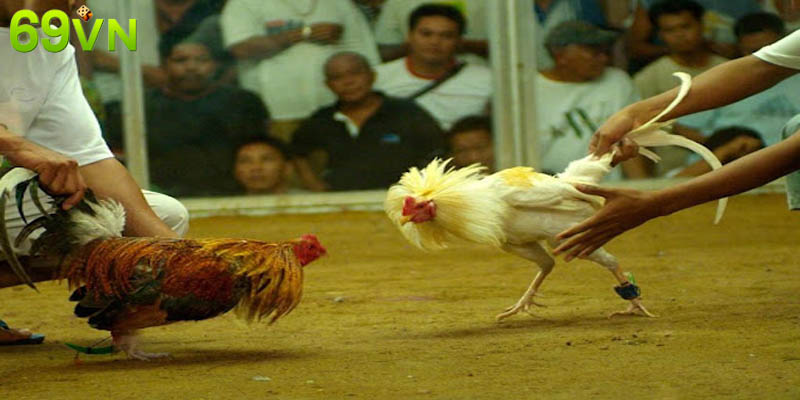Lưu ý cần nhớ để nuôi gà đá thành công