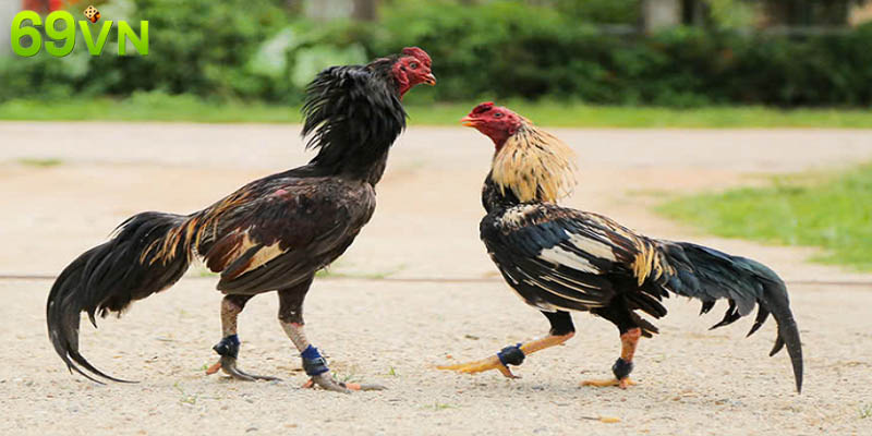 Tìm hiểu về đá gà cựa dao