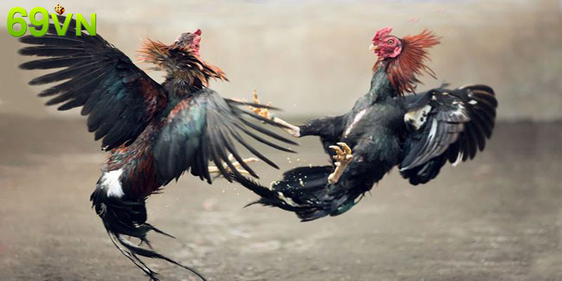 Tổng quan về đá gà 69VN